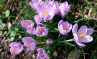 krokus